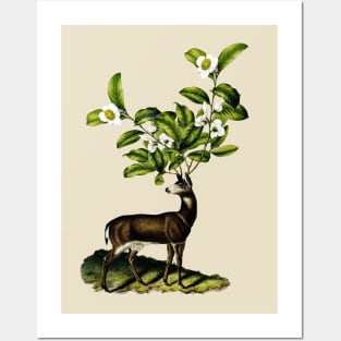 Deer with camellias Posters and Art